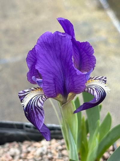 Iris chamaeiris